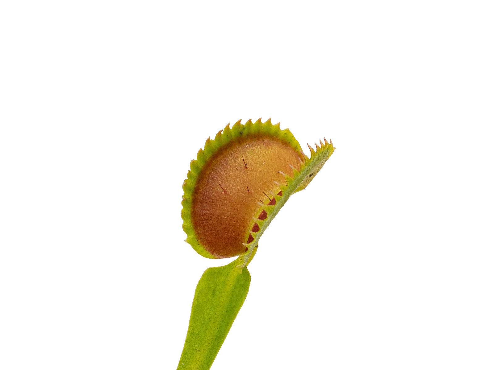 Dionaea muscipula - GJ Giant Shark