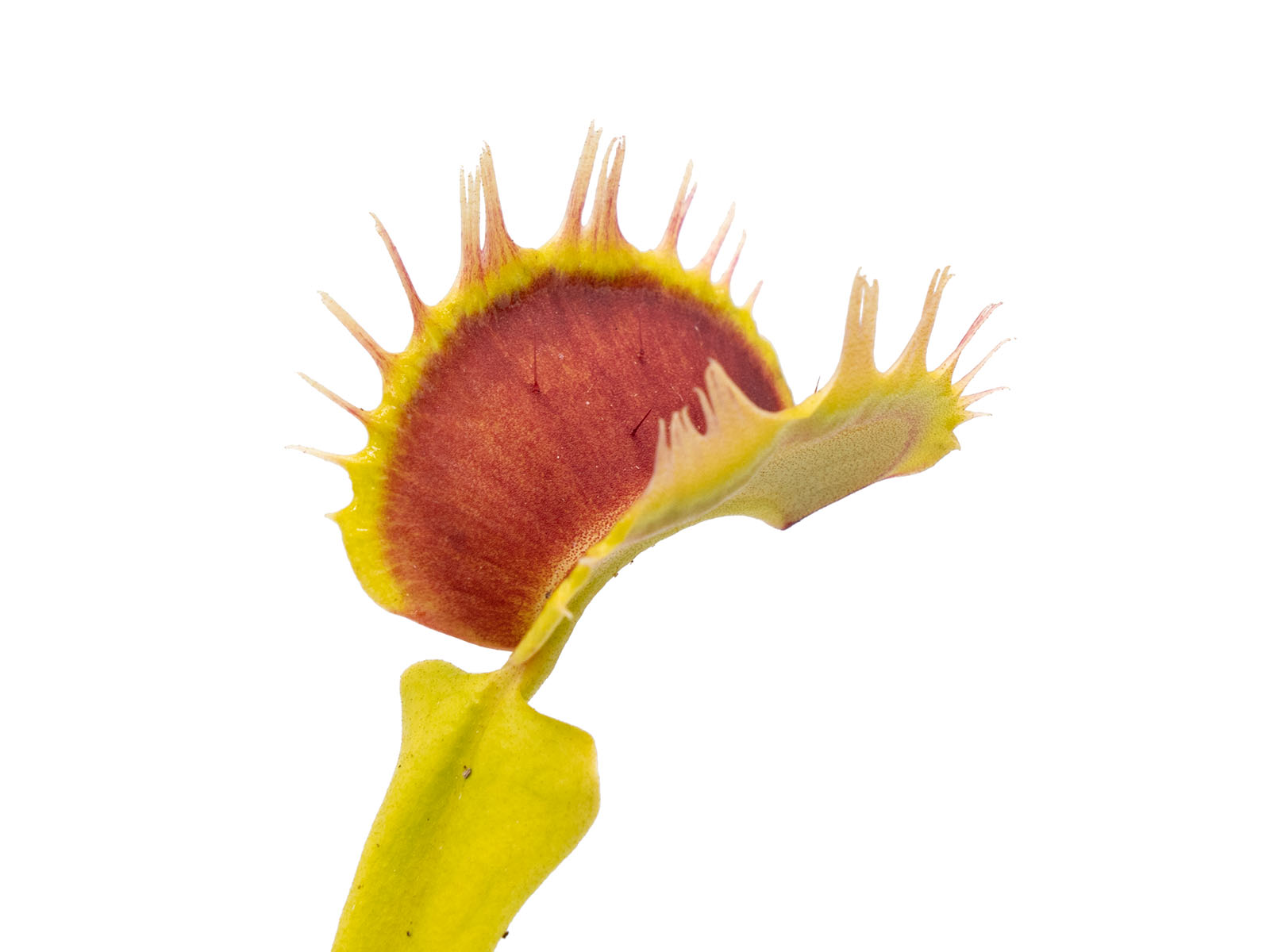 Dionaea muscipula - Predator