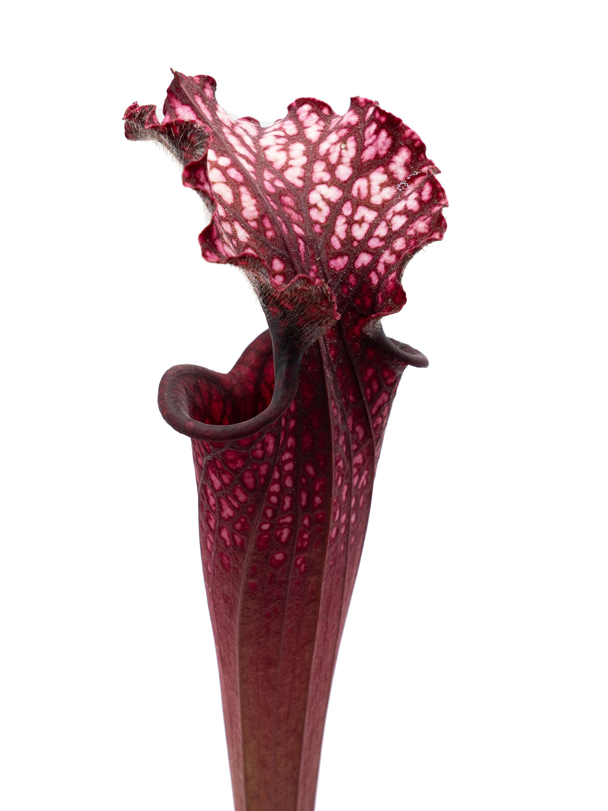 Sarracenia leucophylla - red form, Yuri Sarzi, L3C