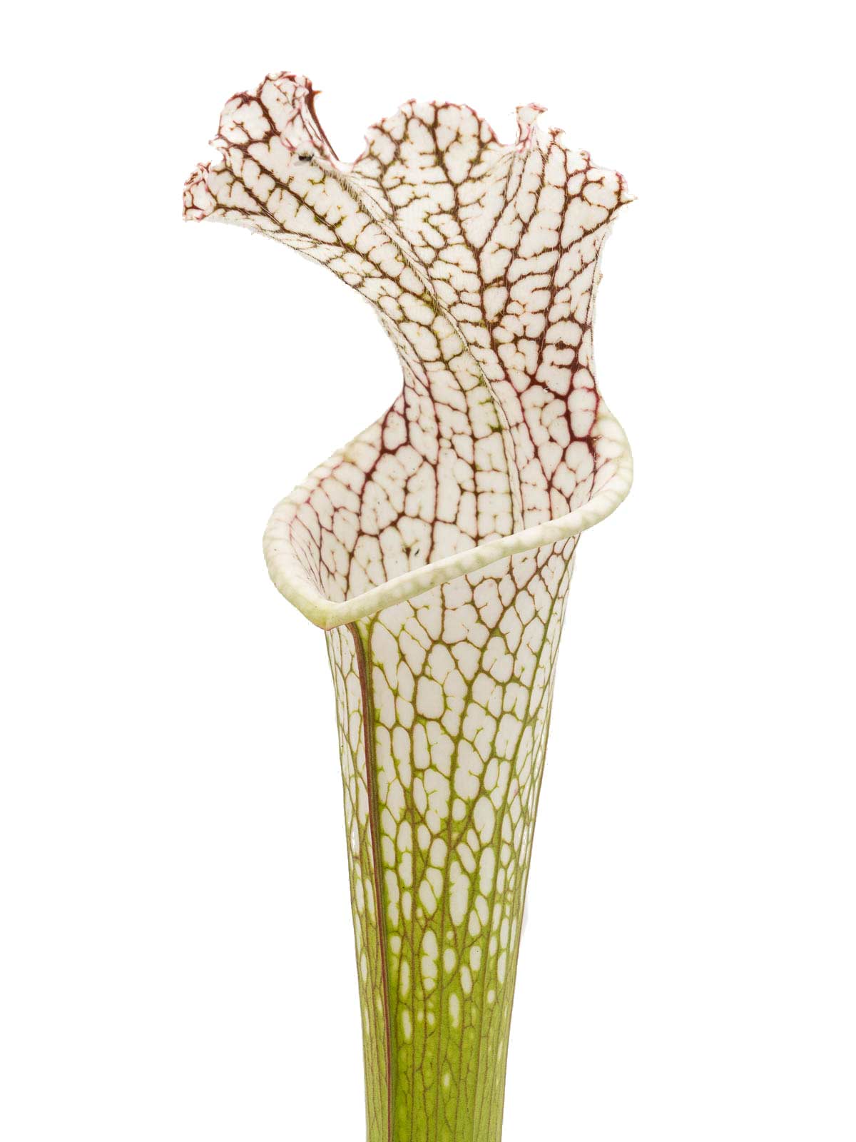Sarracenia leucophylla - tall form, MS L48C