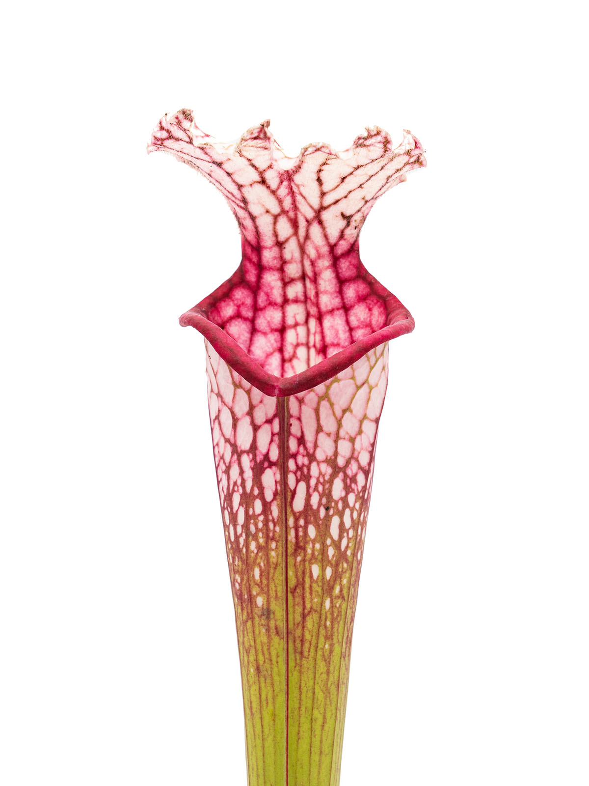 Sarracenia leucophylla - big pink lid