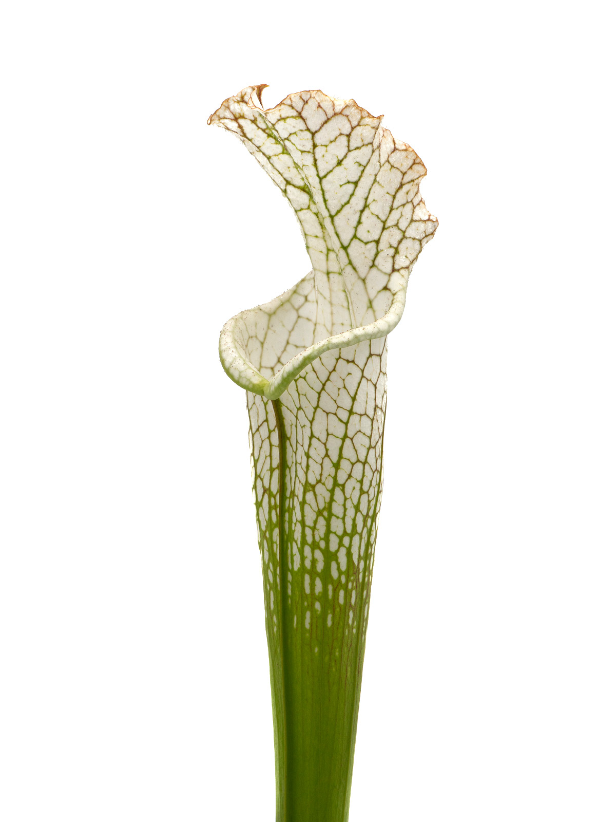 Sarracenia leucophylla var. alba - R. Shock Clone