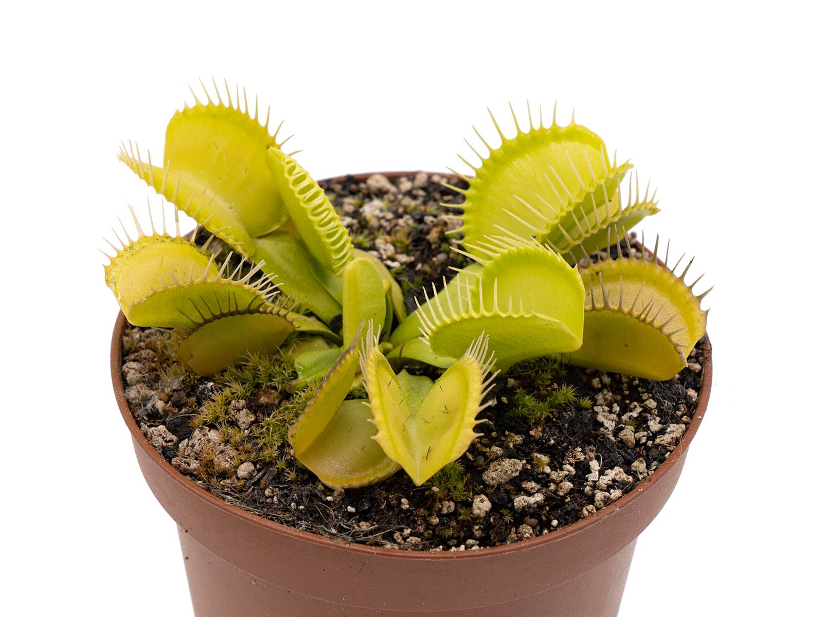 Dionaea muscipula - Double Green