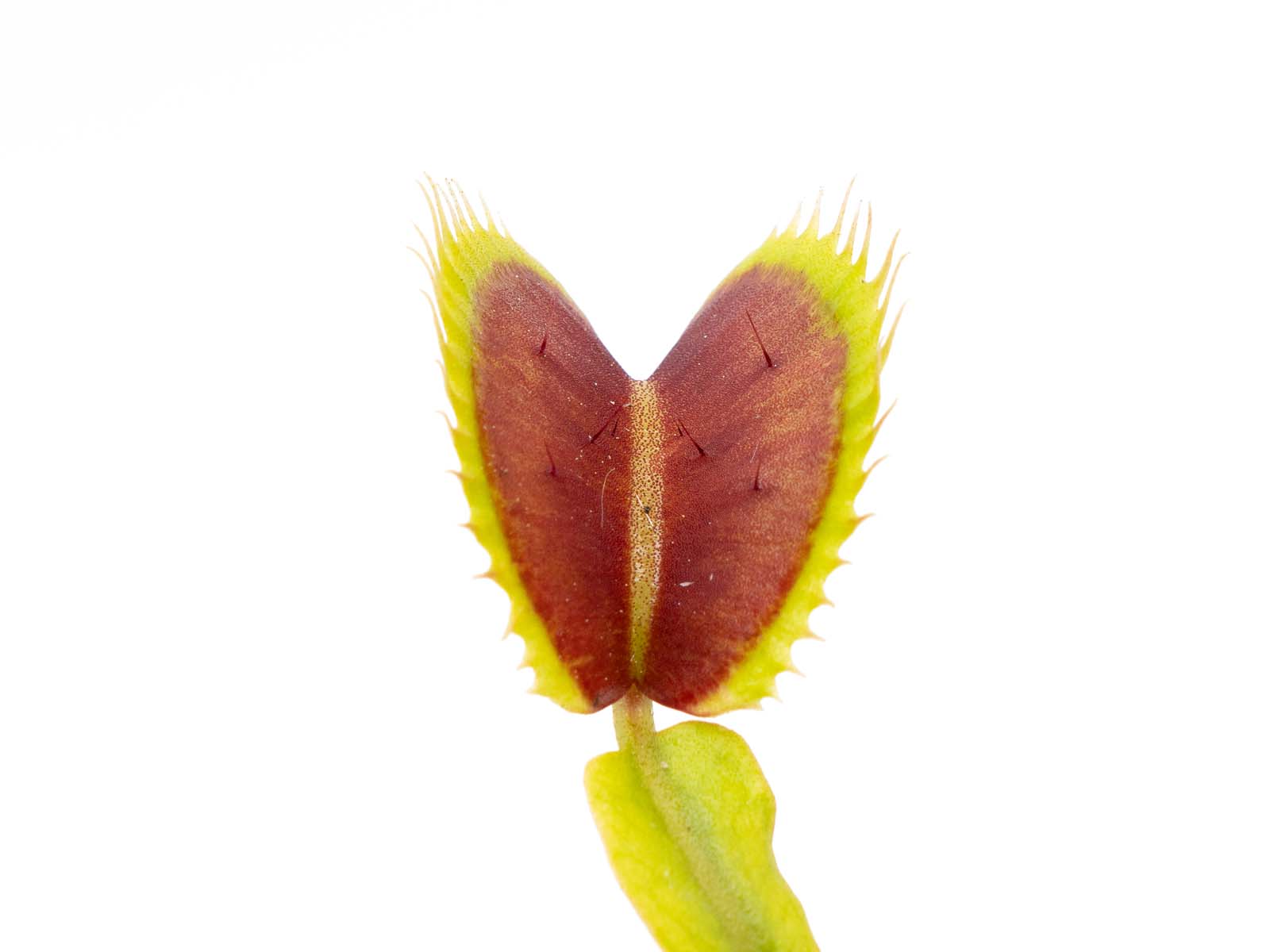 Dionaea muscipula - FTS Red Guerilla