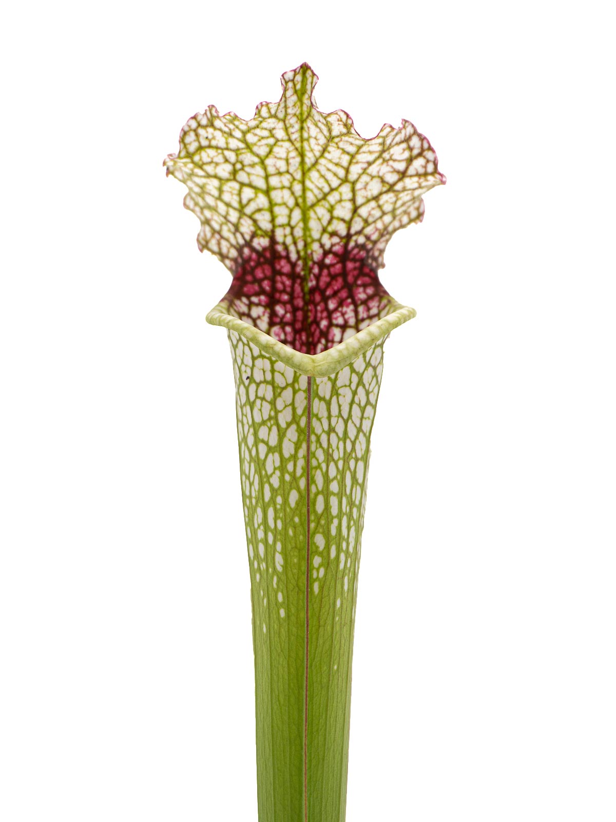 Sarracenia `Leah Wilkerson´ x leucophylla red stripe throat - Clone A