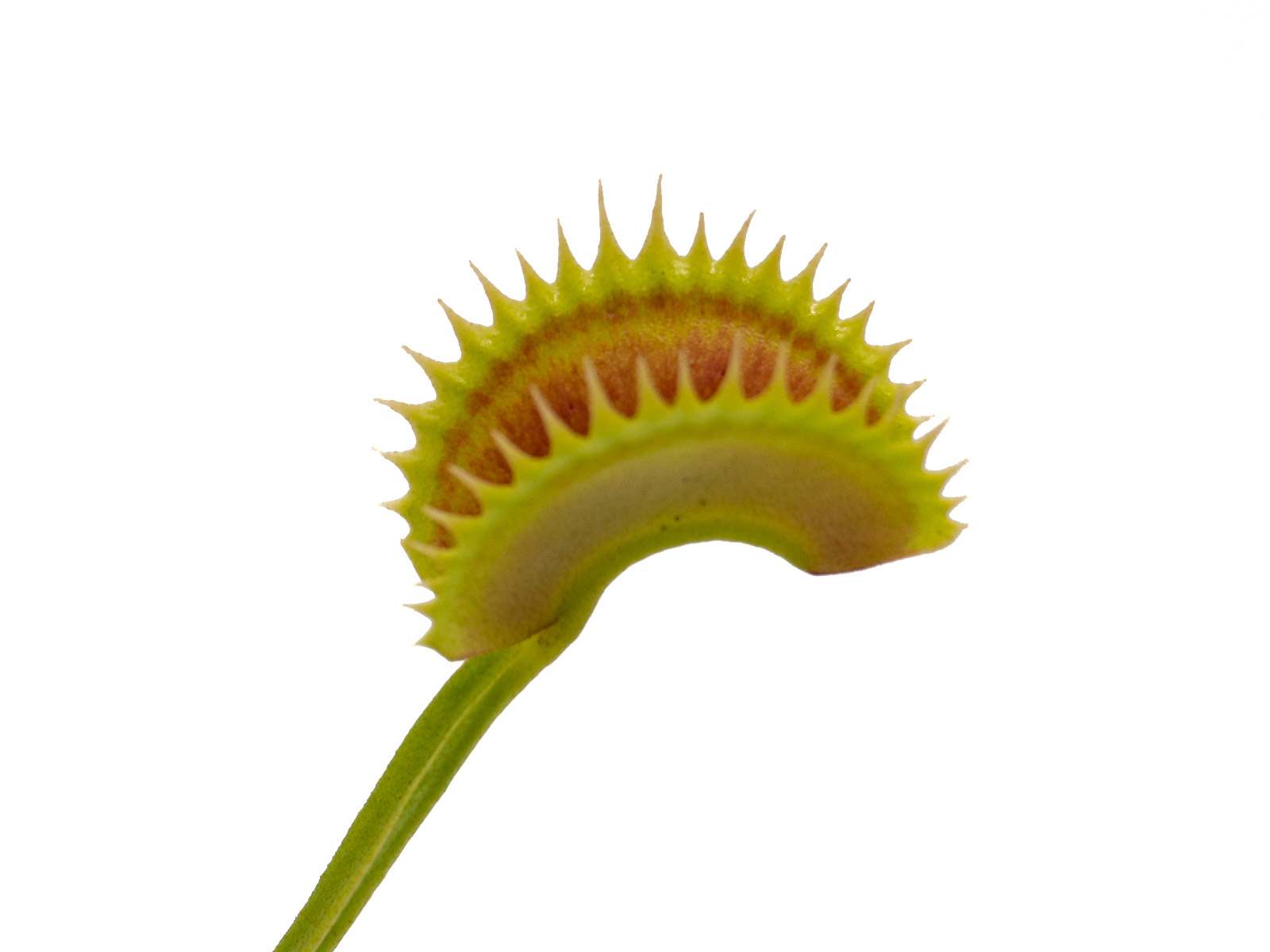 Dionaea muscipula - Aurora Borealis