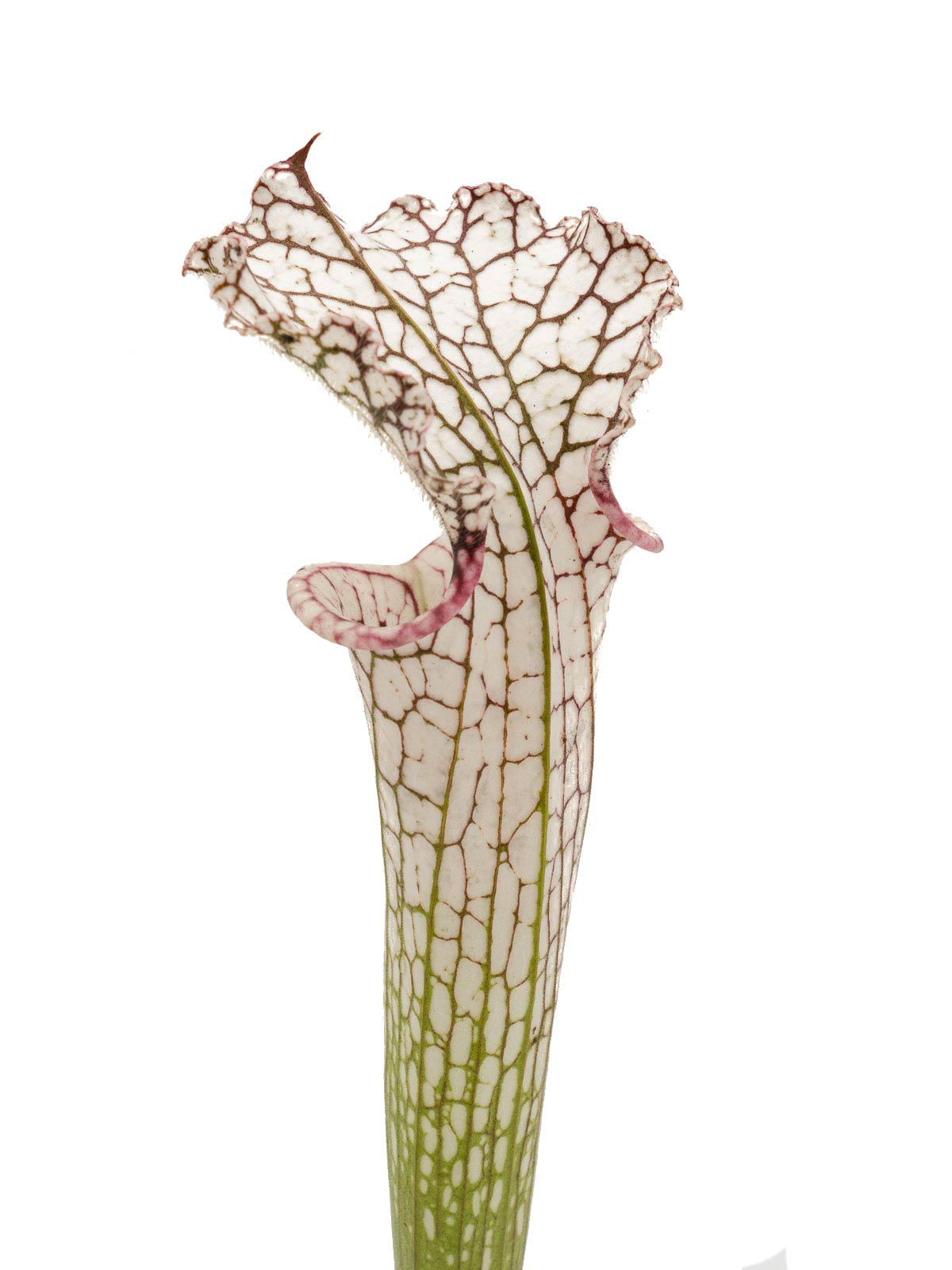 Sarracenia leucophylla - Charlston University Prague, Clone A