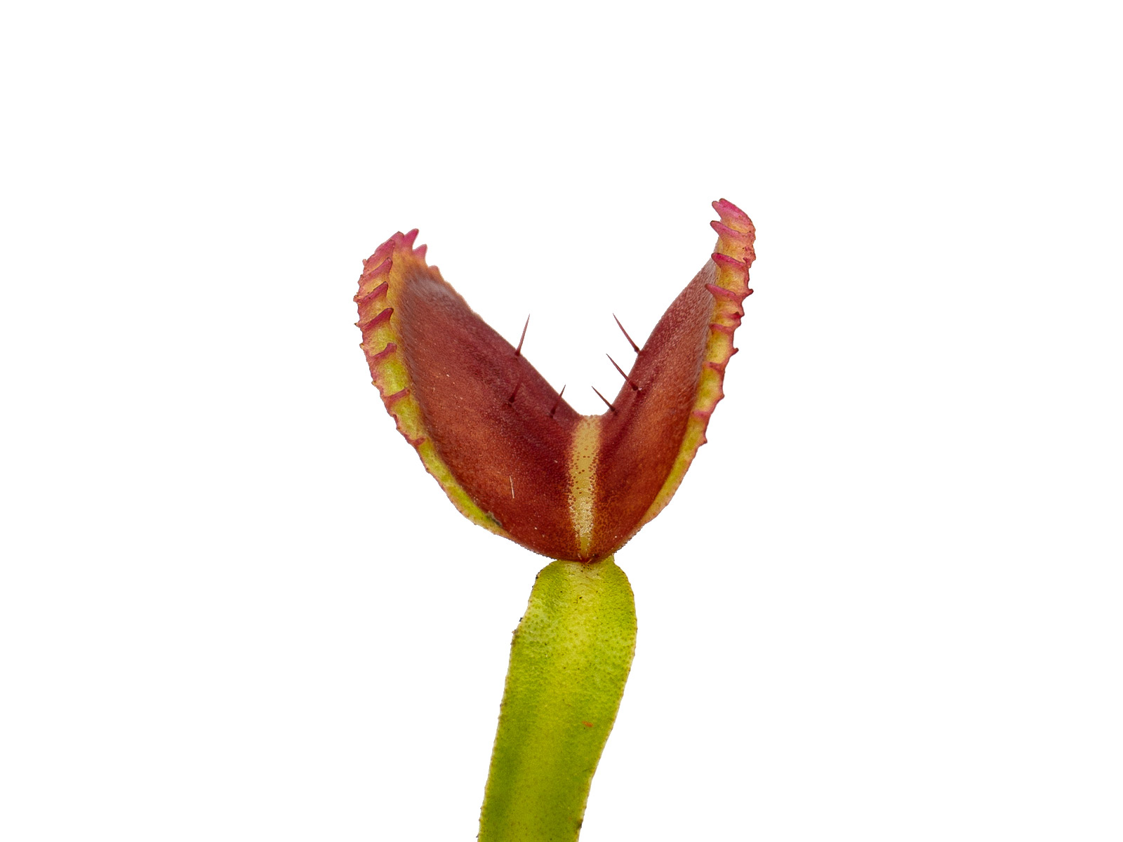 Dionaea muscipula - Coquillage
