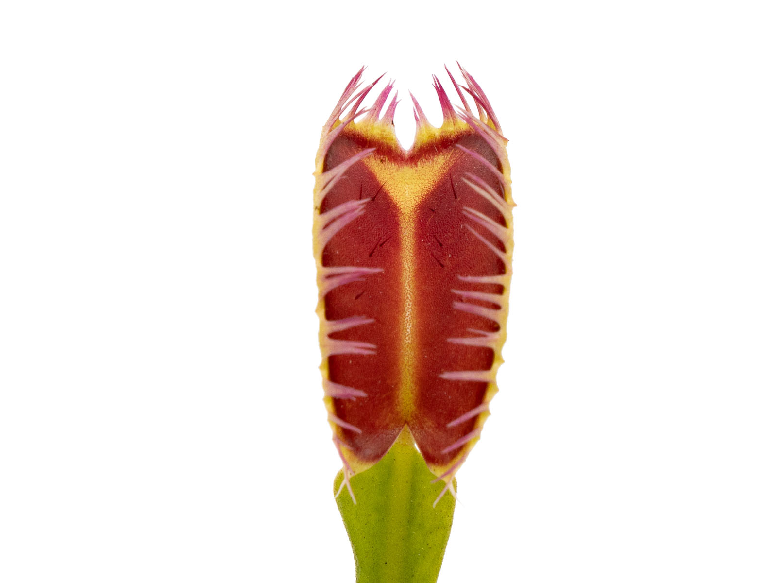 Dionaea muscipula - Louchapates