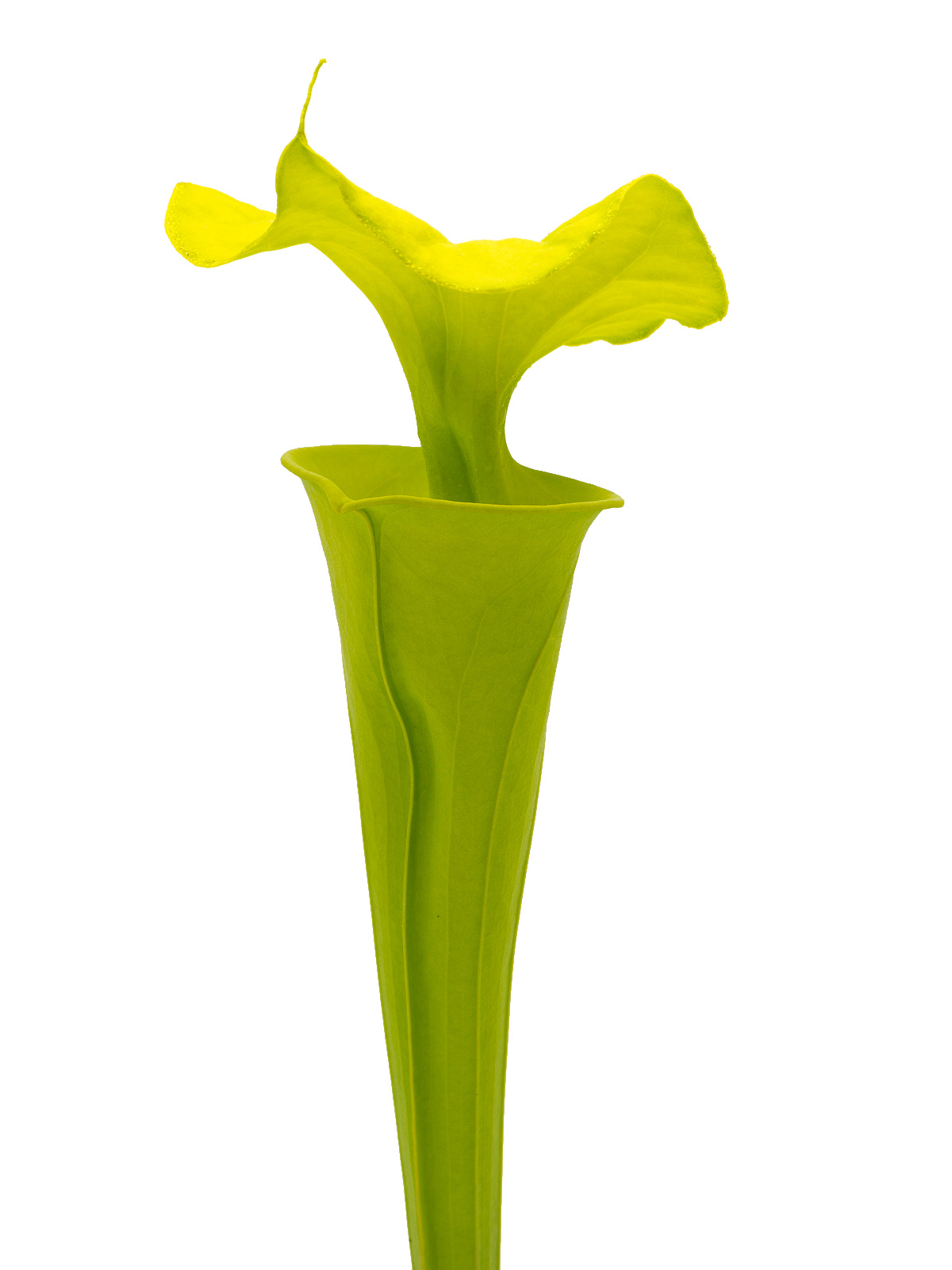 Sarracenia flava var. maxima - MK F03, tall green form