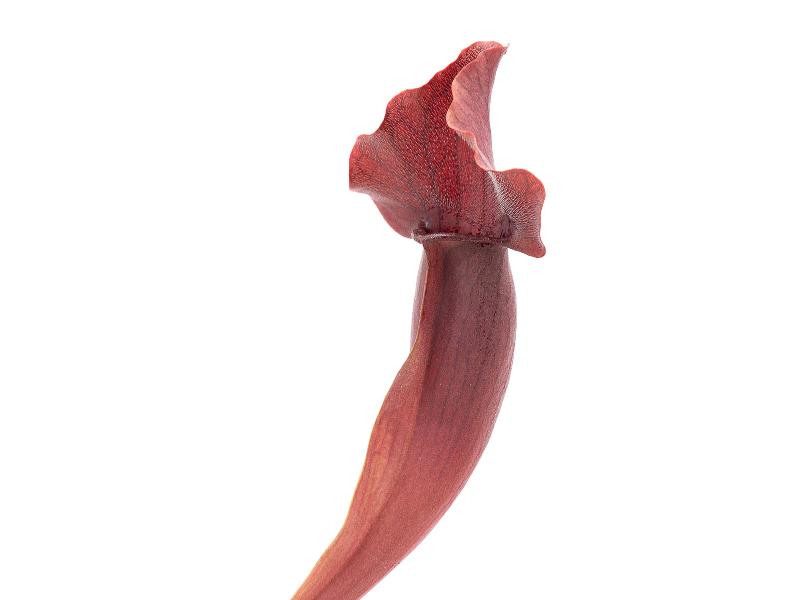 Sarracenia x Swaniana - red form