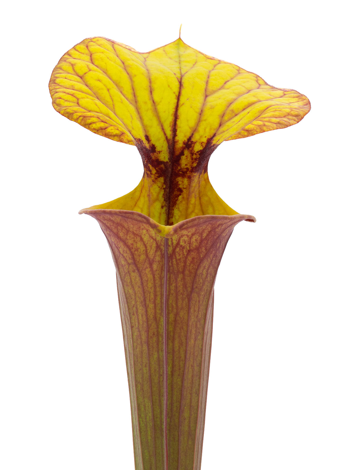 Sarracenia flava var. rubricorpora - MK F105, large pitchers, Apalachicola National Forest, Florida
