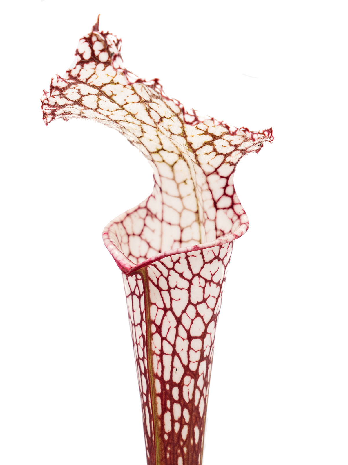 Sarracenia leucophylla - Christian Klein selection, Giant autumn pitchers