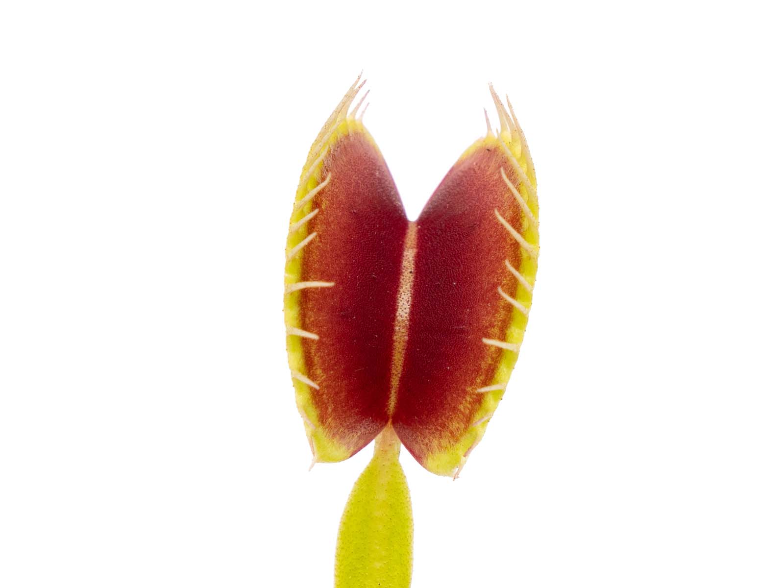 Dionaea muscipula - H3 Giant