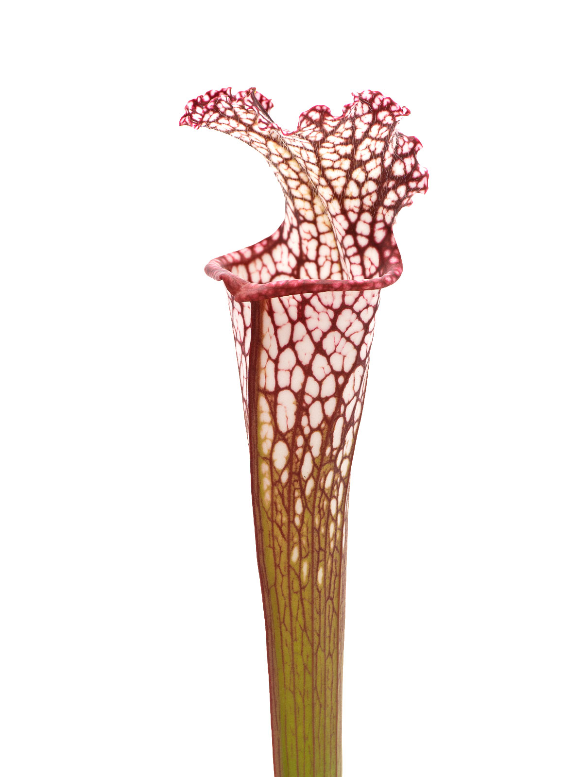 Sarracenia leucophylla - MK L130, OHG red