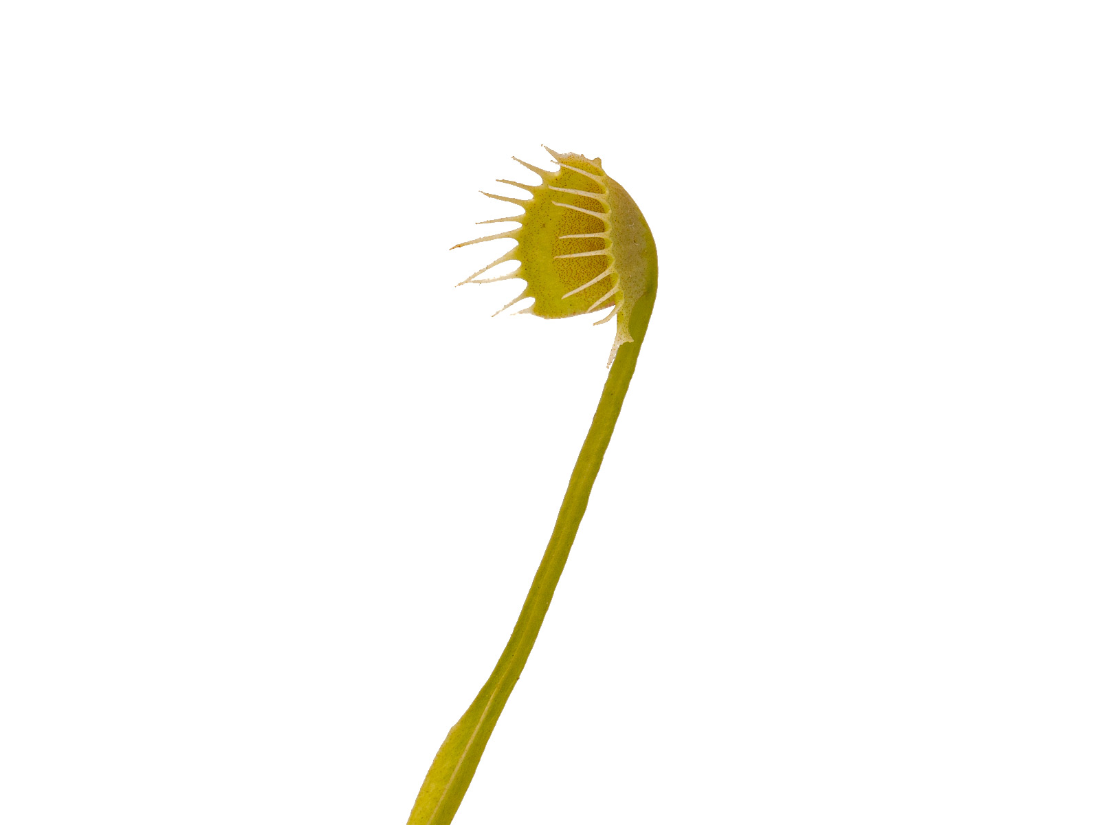 Dionaea muscipula - Crazy Cup Trap