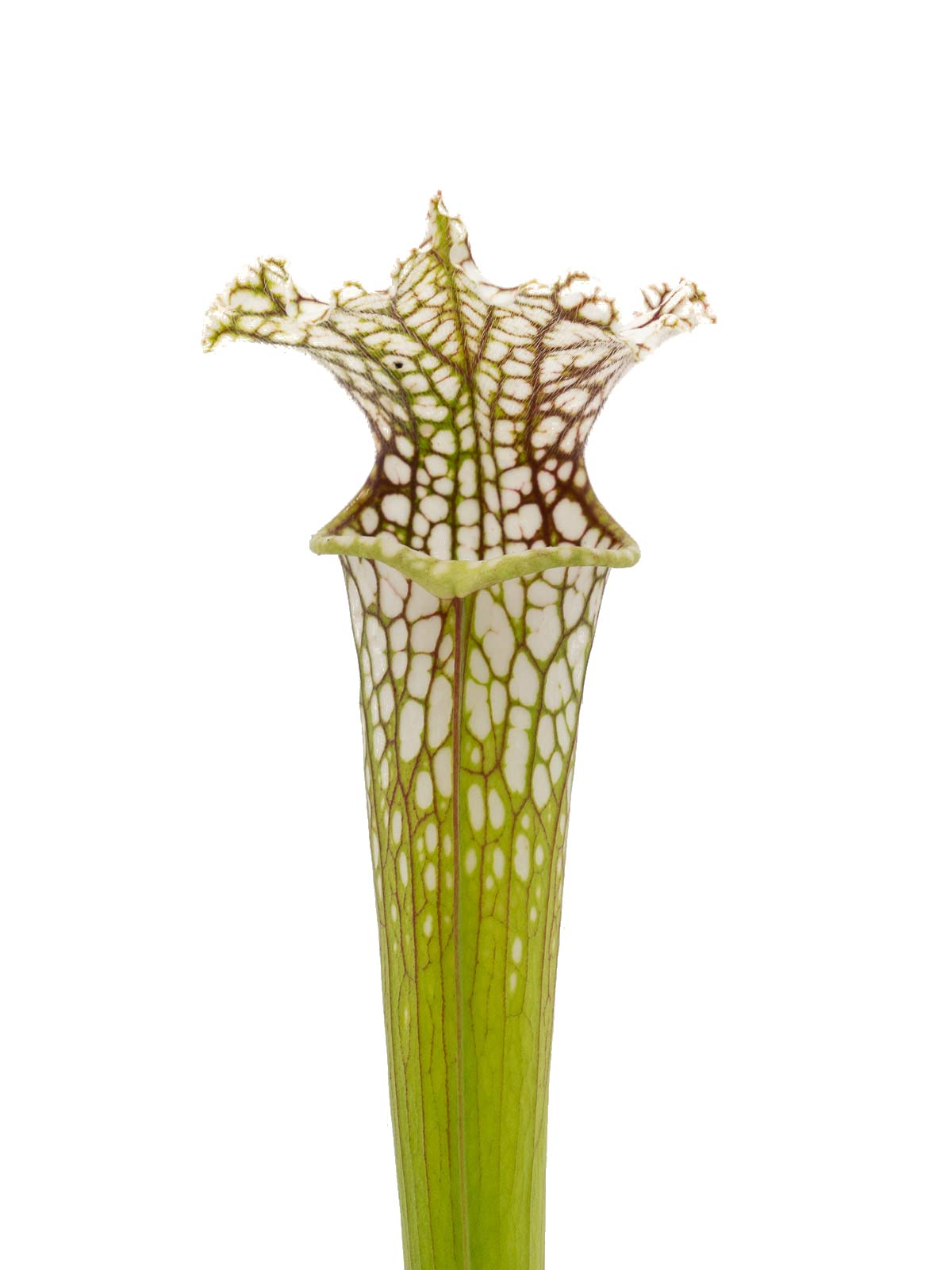 S. leucophylla - Peter Zeller