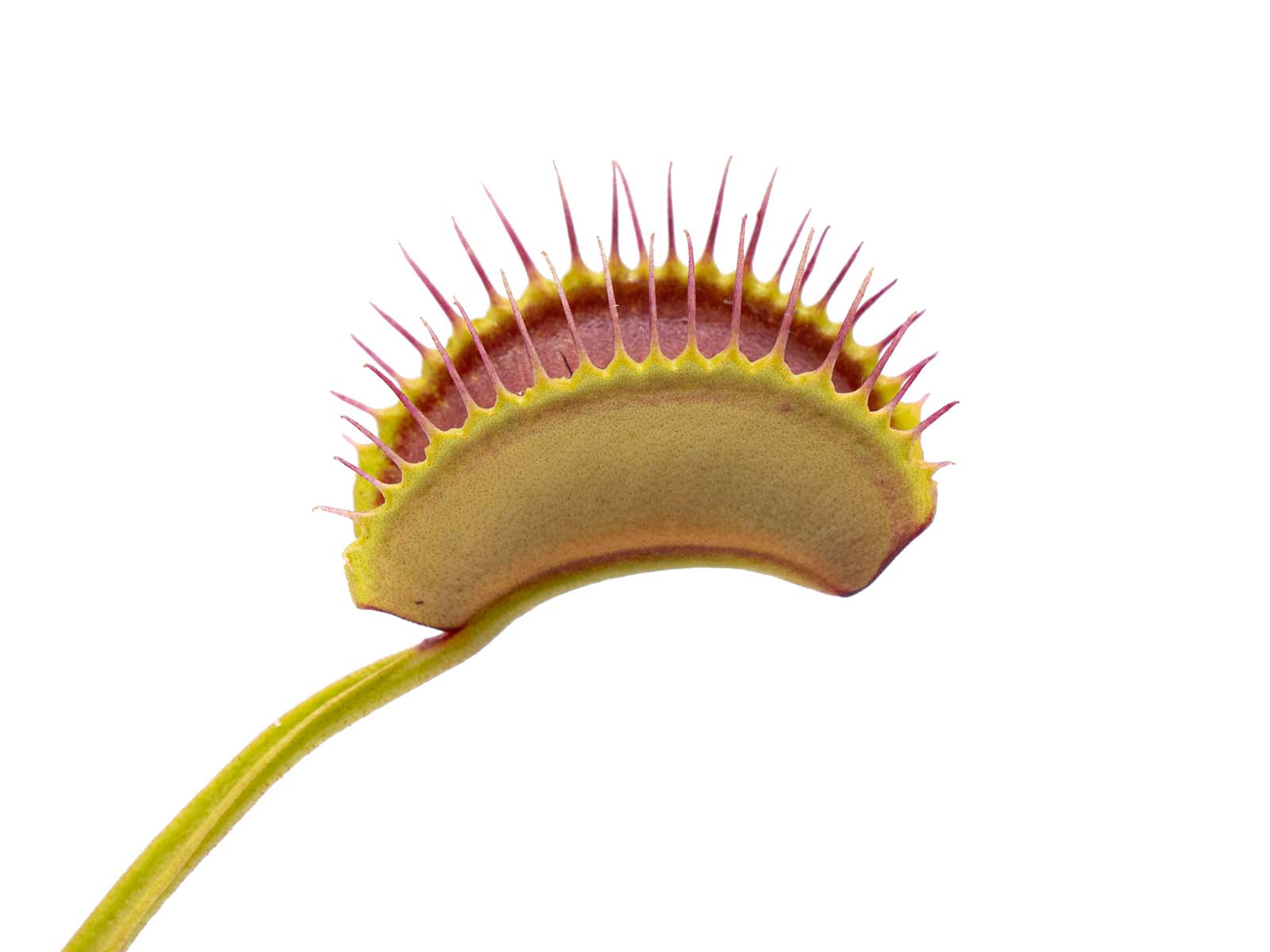 Dionaea muscipula - Vertical Curved Traps