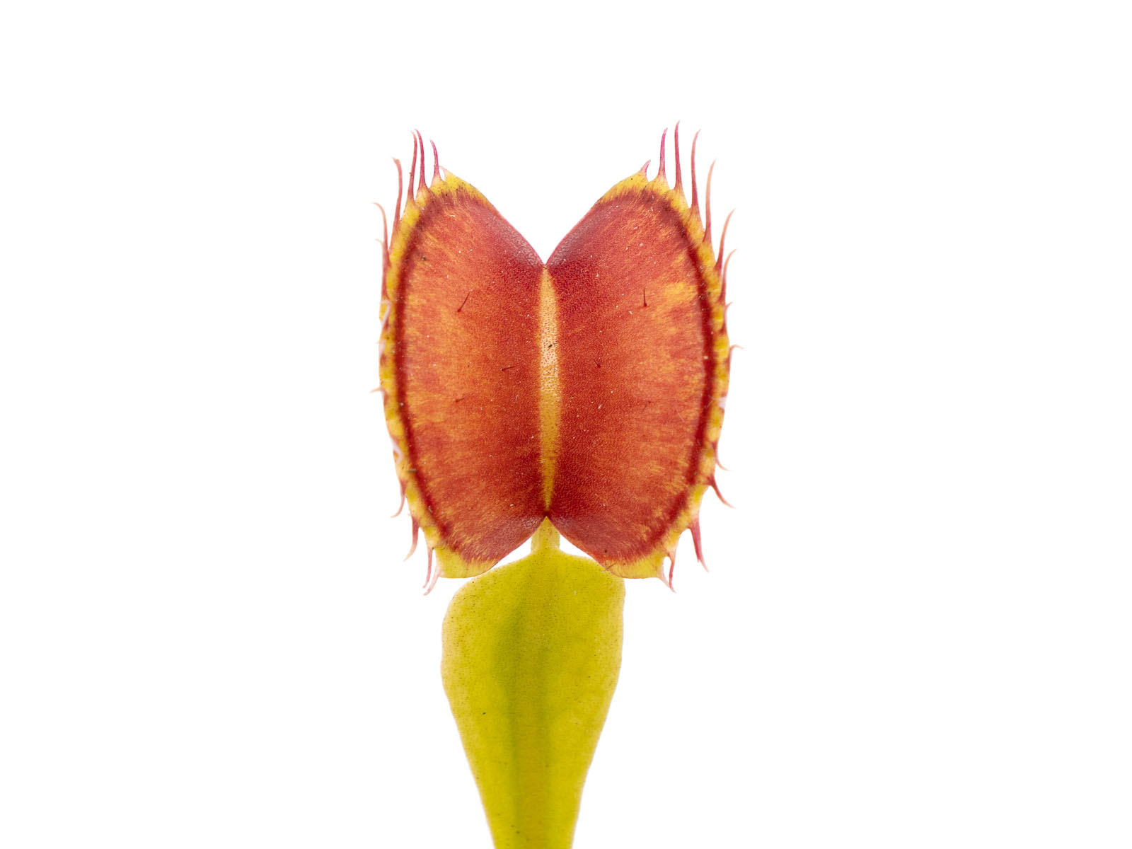 Dionaea muscipula - Ian Salter GT3