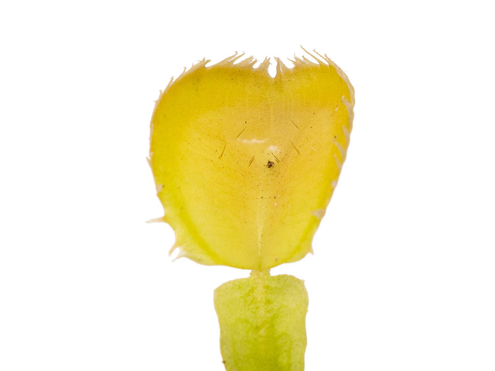 Dionaea muscipula - Triton
